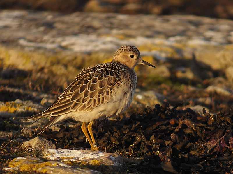 Prärielöpare - Buff-breasted Sandpiper (Tryngites subruficollis)