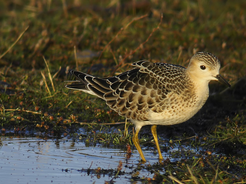 Prärielöpare - Buff-breasted Sandpiper (Tryngites subruficollis)