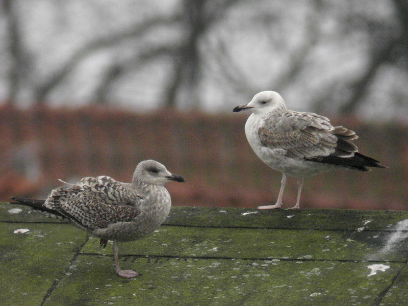 Grtrut - Herring Gull with Kaspisk trut - Caspian Gull