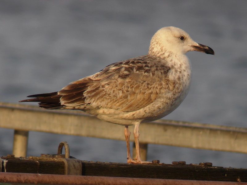 Kaspisk trut - Caspian Gull  (Larus cachinnans)