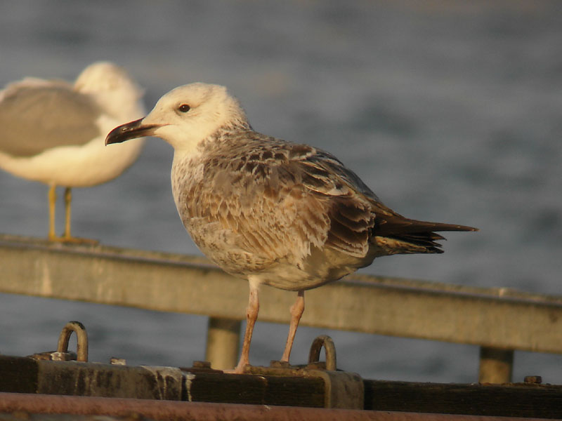 Kaspisk trut - Caspian Gull  (Larus cachinnans)