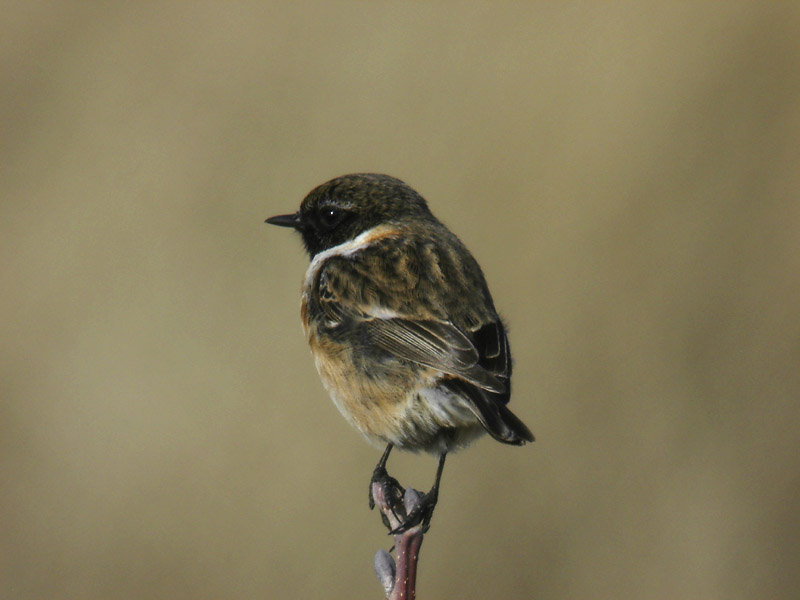 Svarthakad buskskvätta - European Stonechat (Saxicola rubicola)Svarthakad buskskvätta - Common Stonechat (Saxicola torquata)