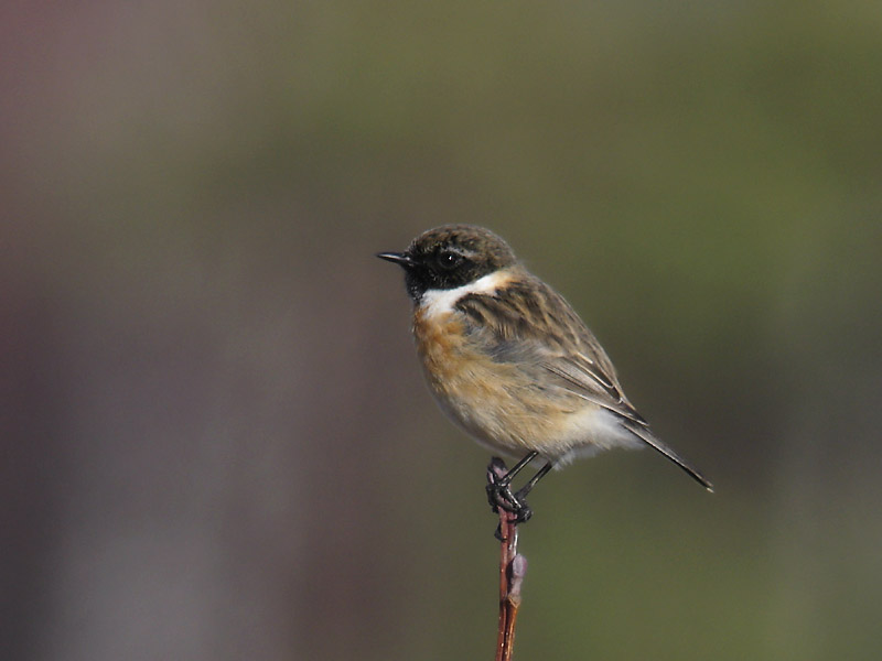 Svarthakad buskskvätta - European Stonechat (Saxicola rubicola)Svarthakad buskskvätta - Common Stonechat (Saxicola torquata)