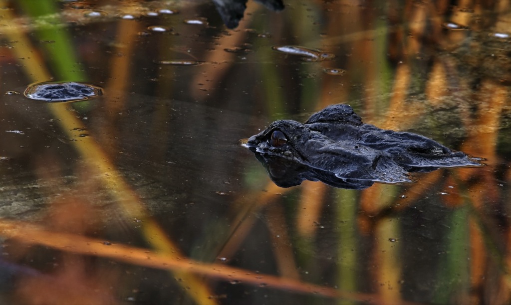 American Alligator