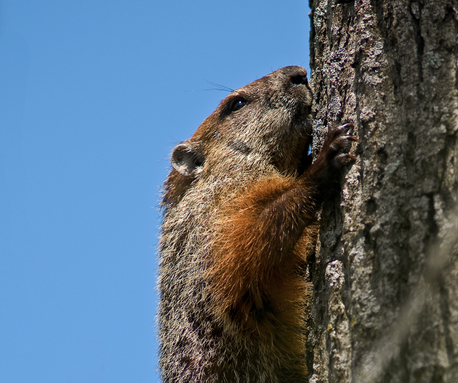 Woodchuck