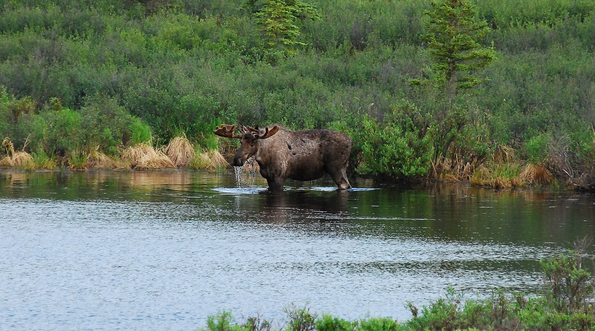 Moose, Denali National Park