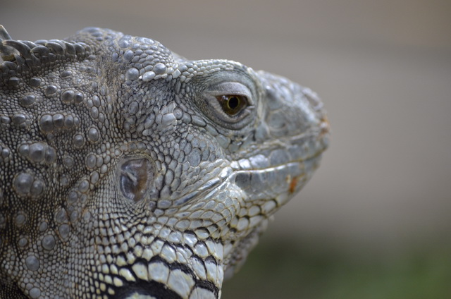 Iguana no Parque dos Pssaros e Rpteis
