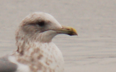 Thayer's Gull (third-cycle)