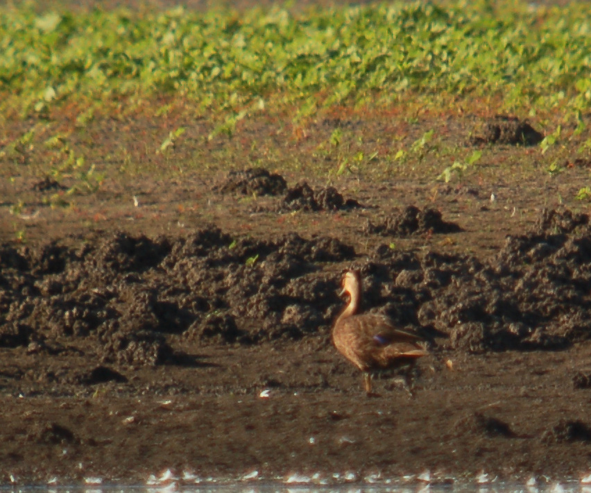 Mottled Duck