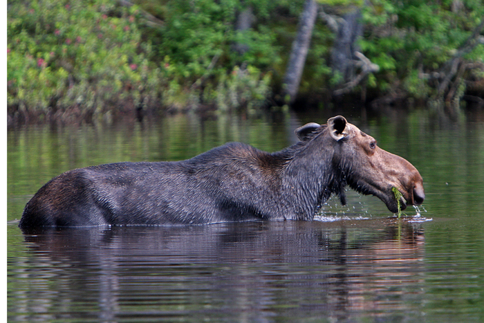 wading moose.jpg