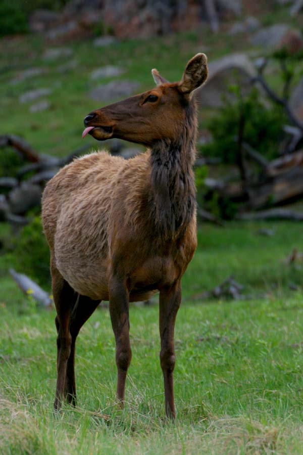 Elk Slurp