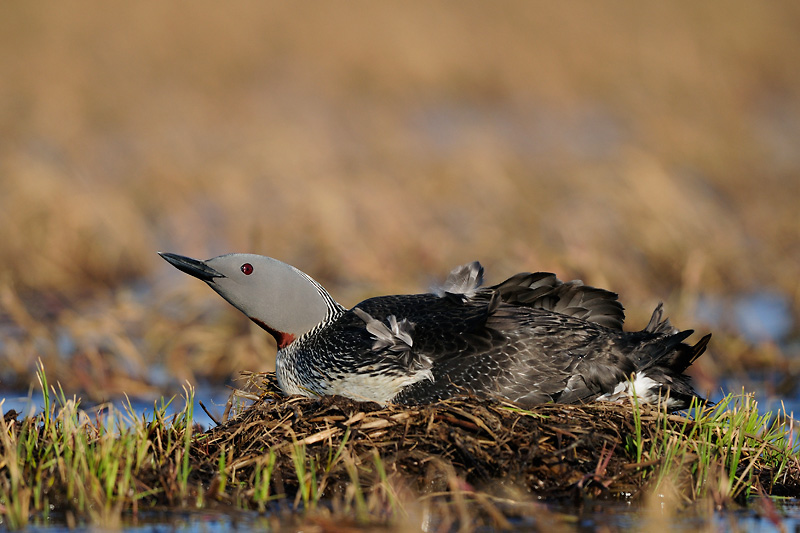 Roodkeelduiker / Red-throated diver