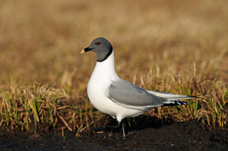 Vorkstaartmeeuw / Sabines gull