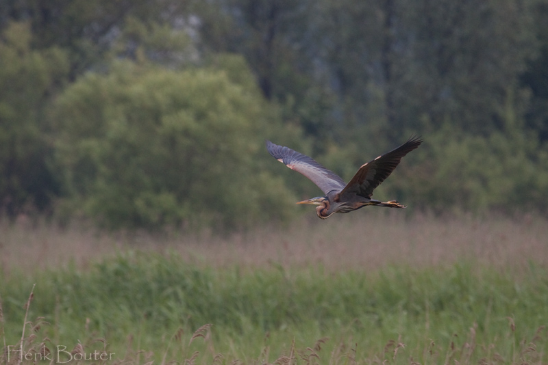 purperreiger