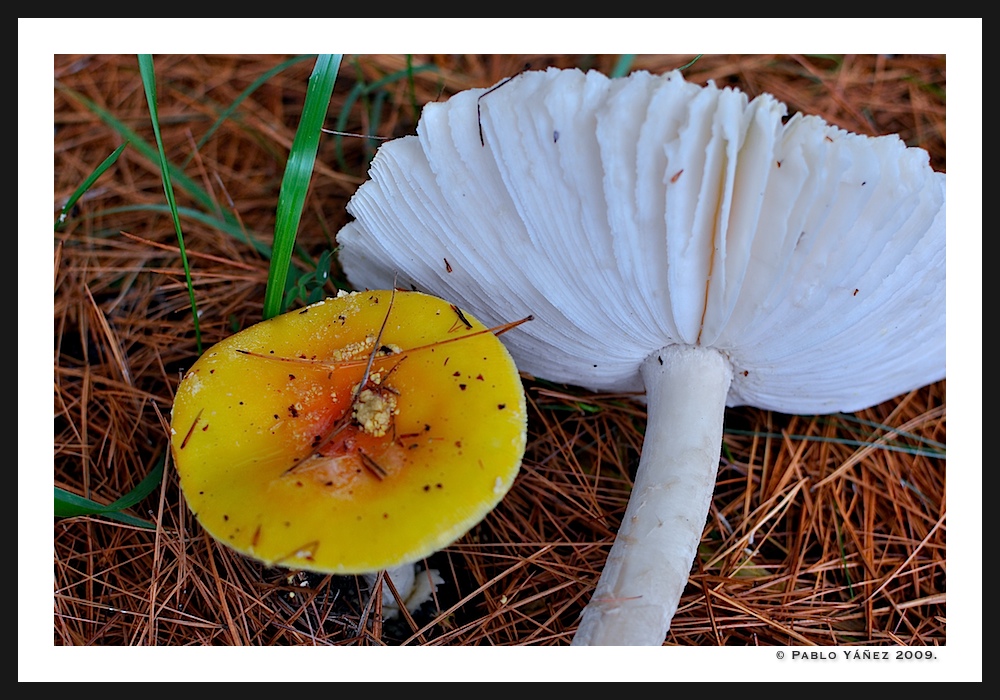 Amanitas?