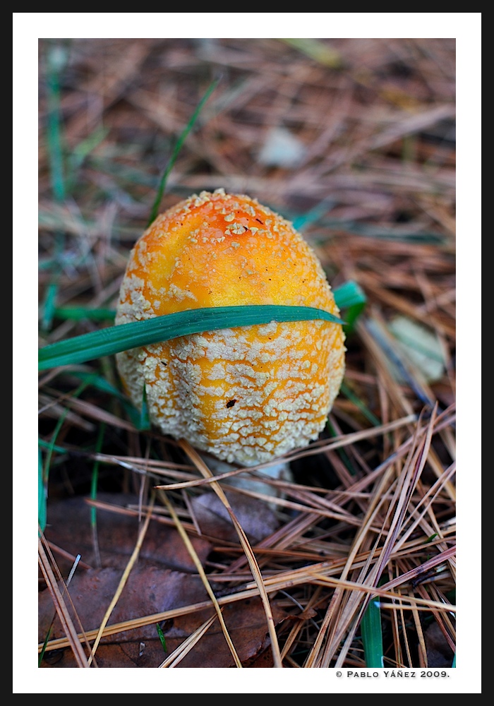 Amanitas?
