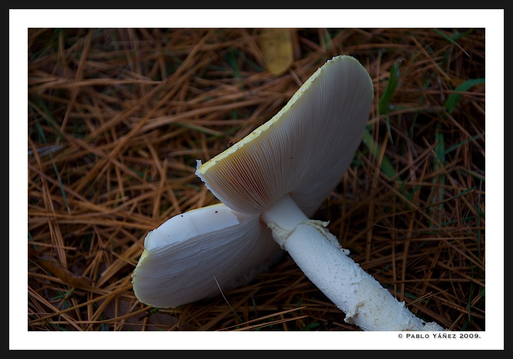 Amanitas?