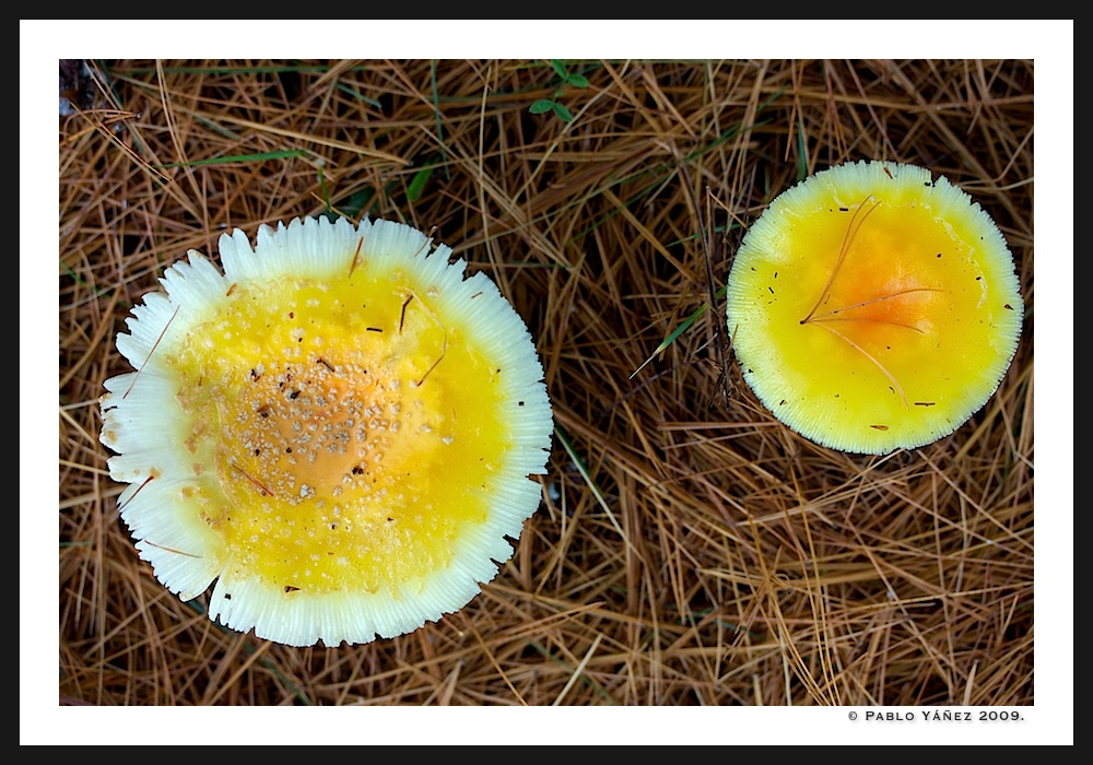 Amanitas?