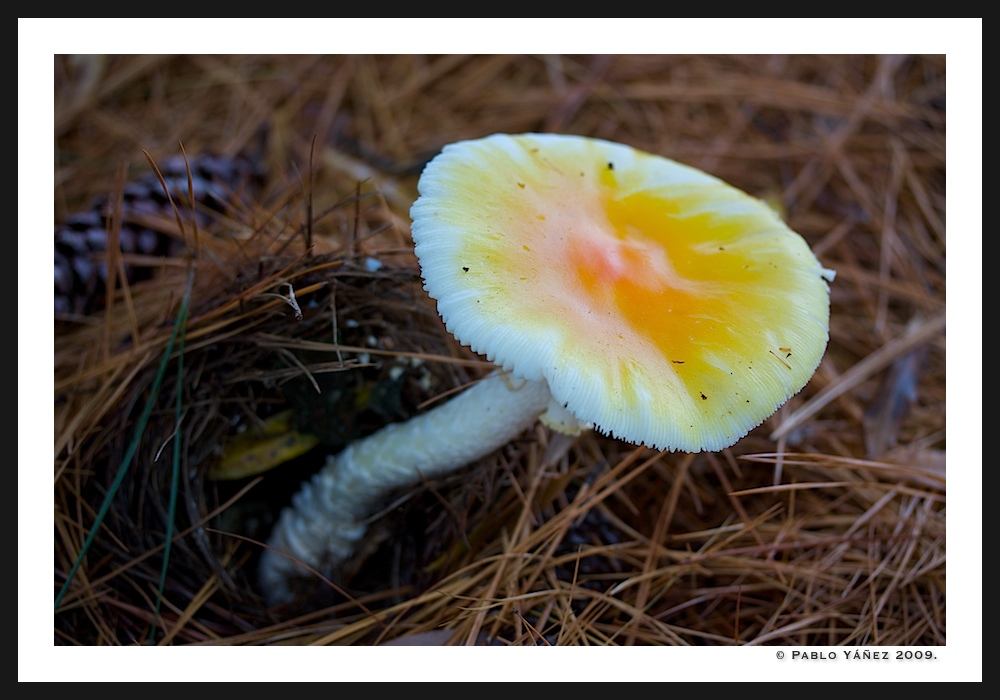 Amanitas?