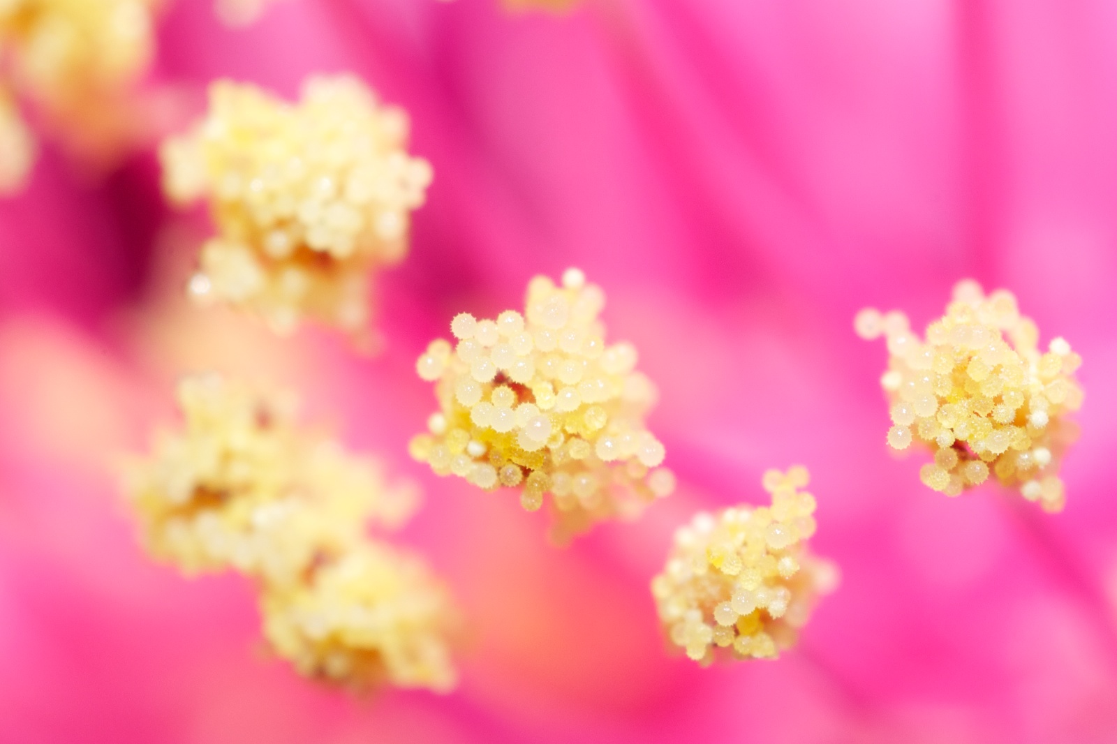 Pollen