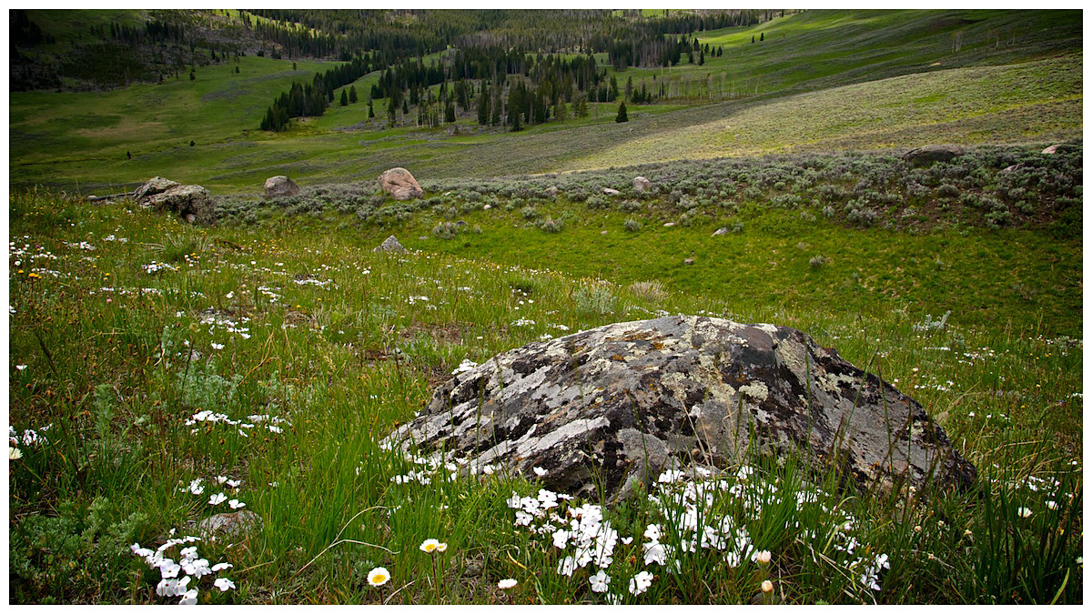 Meadow in Dunraven Pass