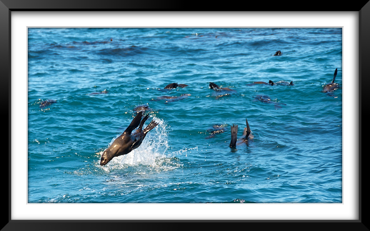 Seals at Duiker Island, Hout Bay