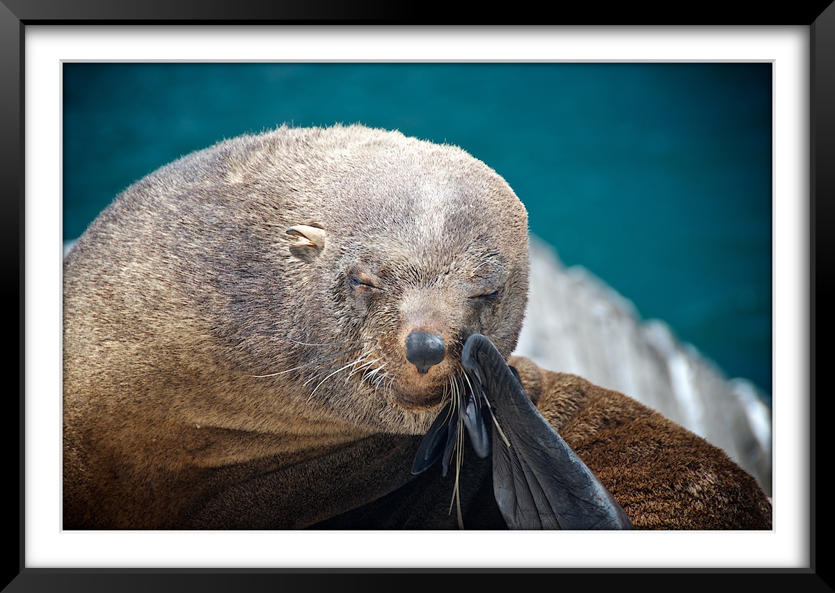 Seals by the Harbor, Hout Bay
