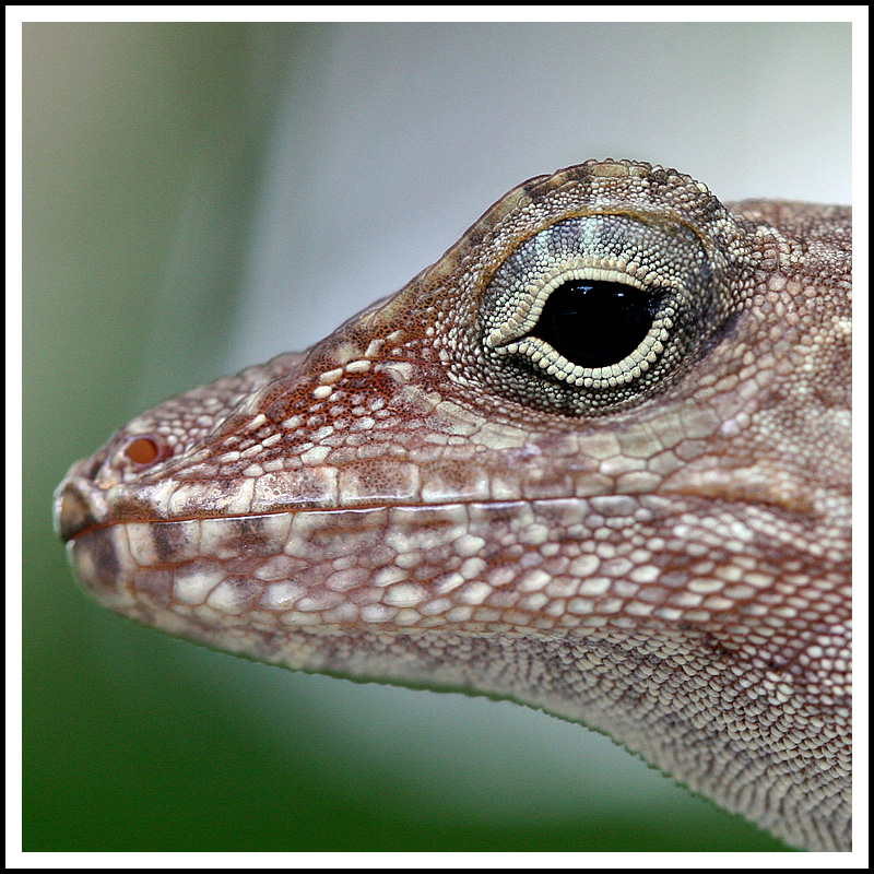 The Sour Lizard