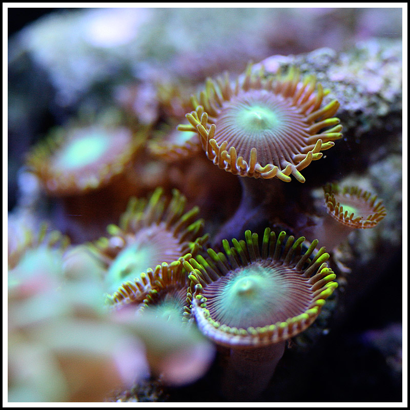 Coral