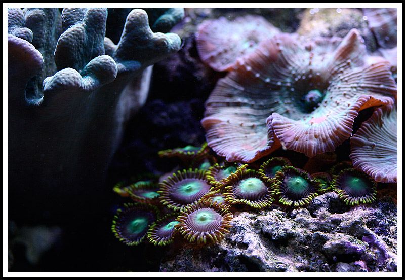 Coral