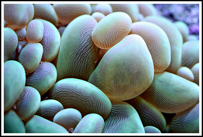 Bubble Coral