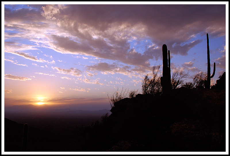 Saguaro Sunset