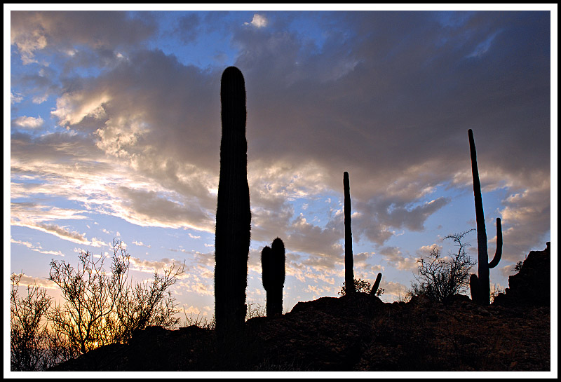 Saguaro Sunset