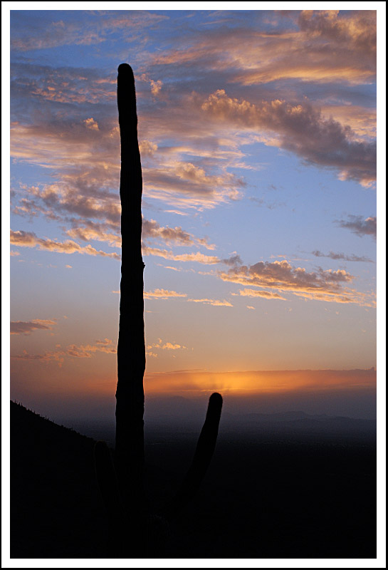 Saguaro Sunset