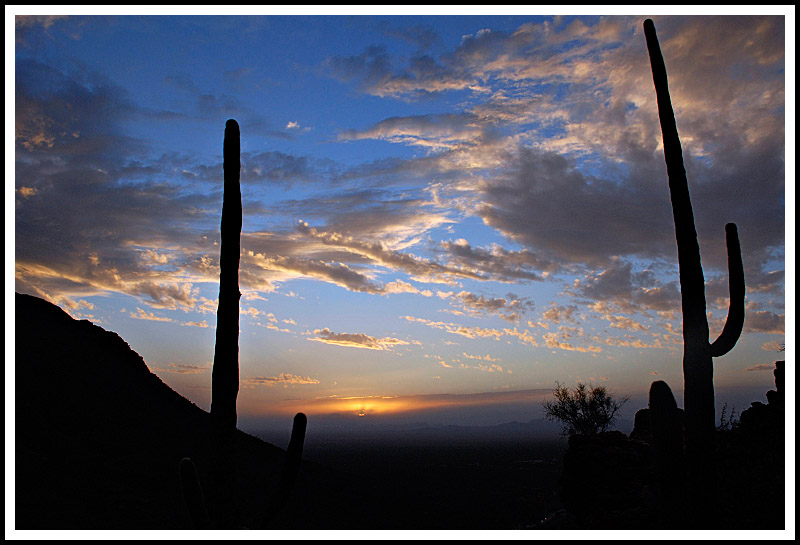 Saguaro Sunset