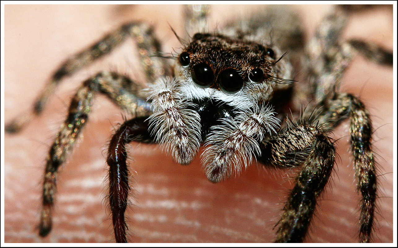 Fingertip Spider
