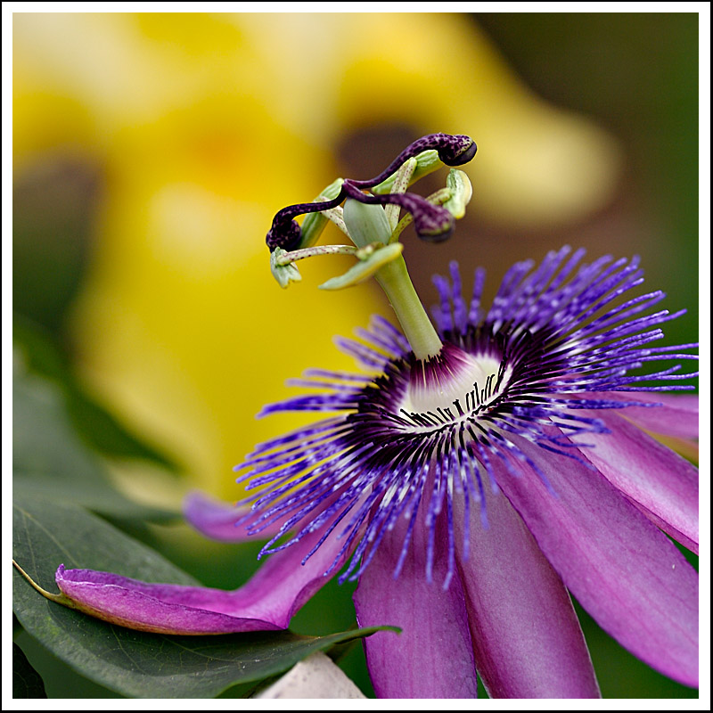 Passiflora 2