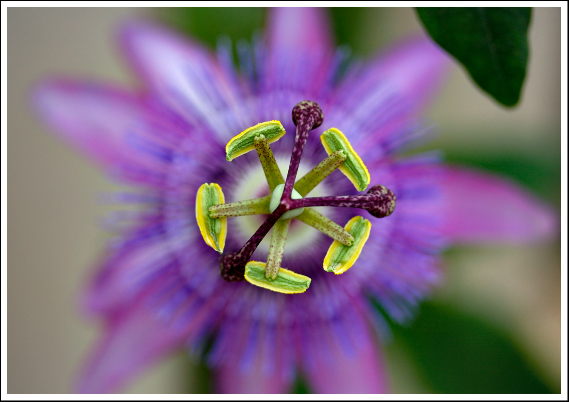Passiflora 3