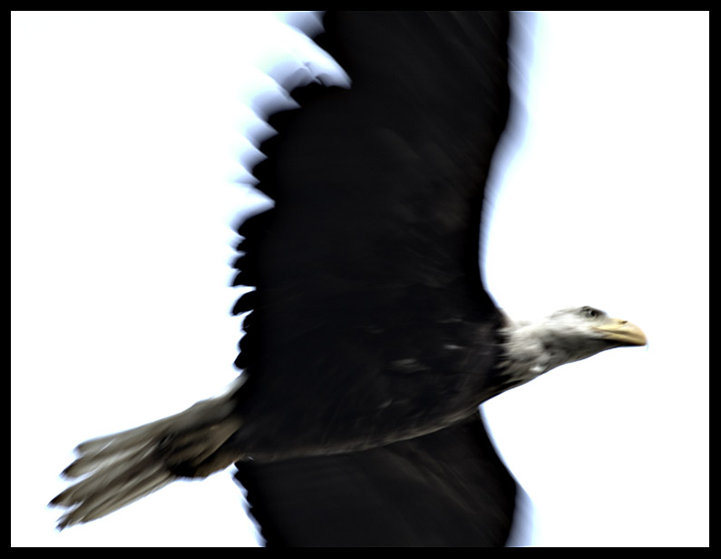 Bald Eagle in Flight