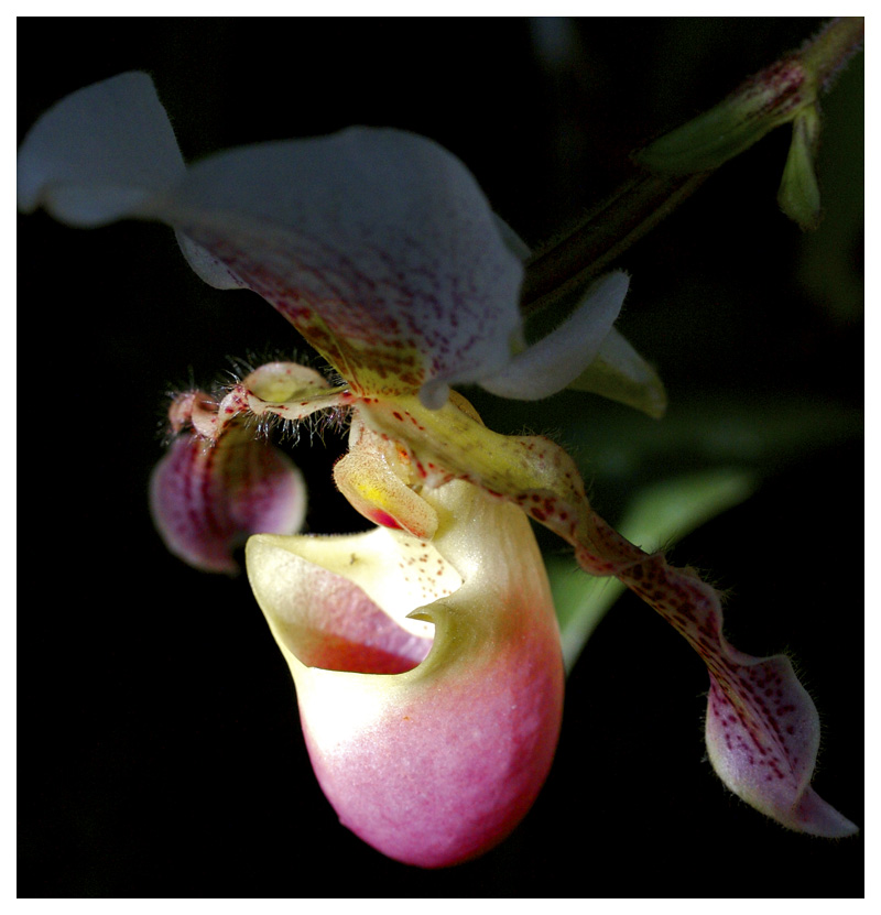 Orchid