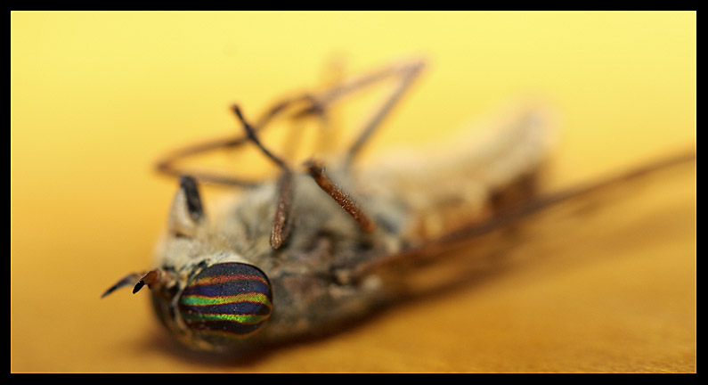 Horsefly RIP