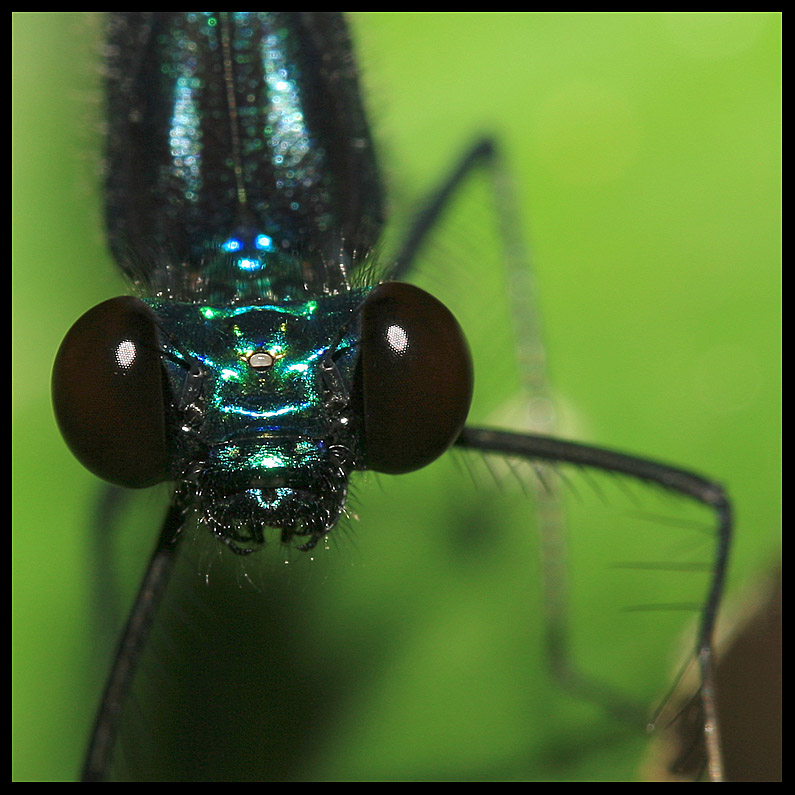 Damselfly