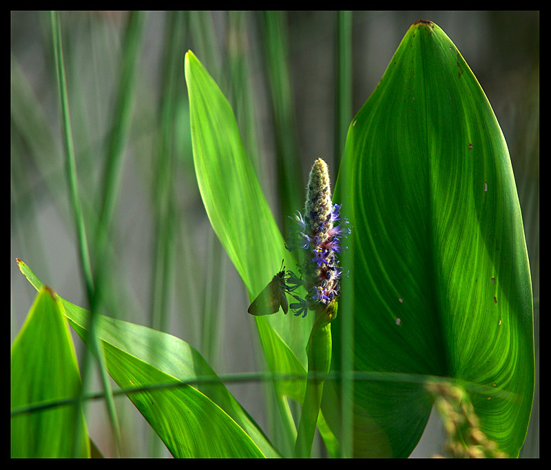 Wetlands