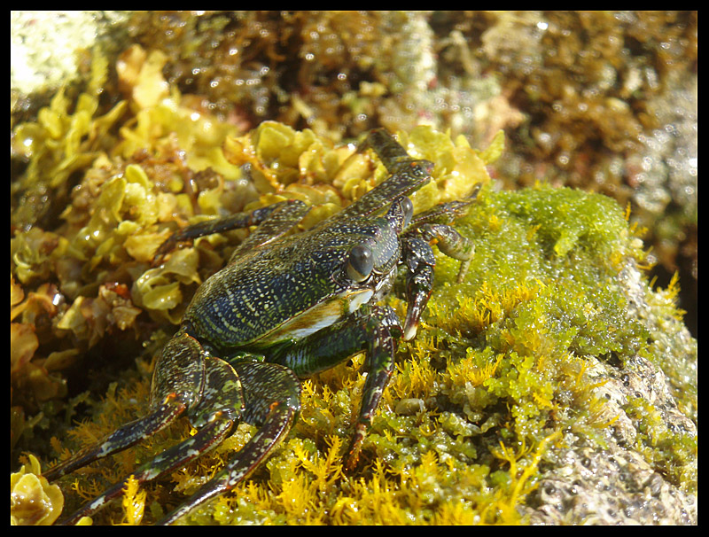 Crab on the Rocks