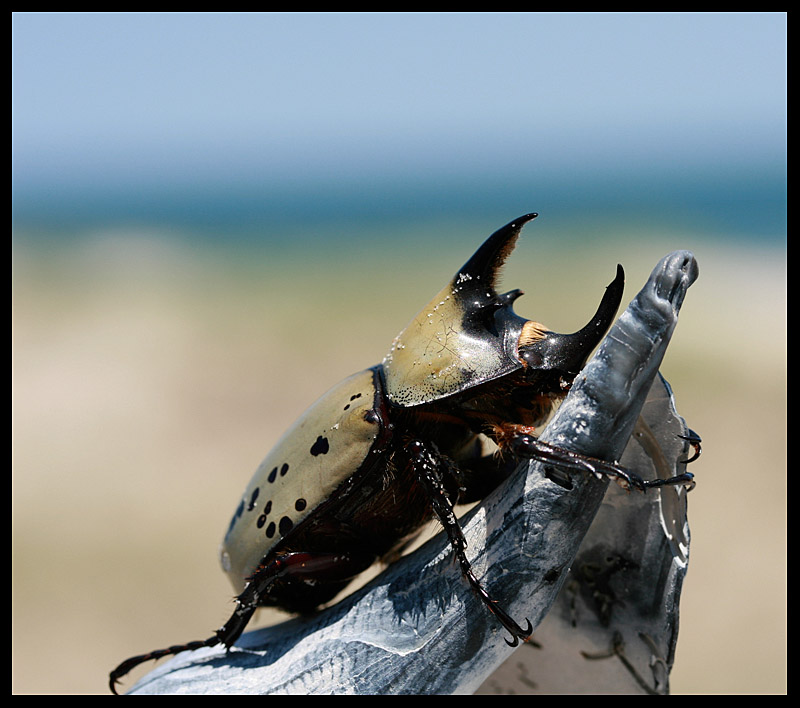 Ringo Beatle (aka Bobby the Beetle)