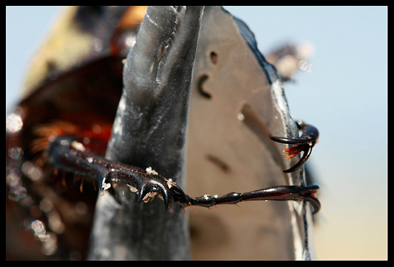 Ringo Beatle (aka Bobby the Beetle)