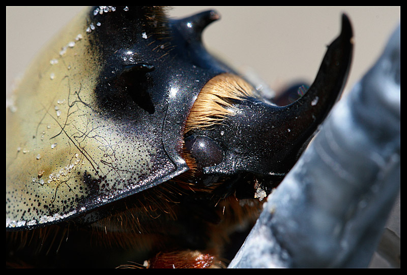 Ringo Beatle (aka Bobby the Beetle)