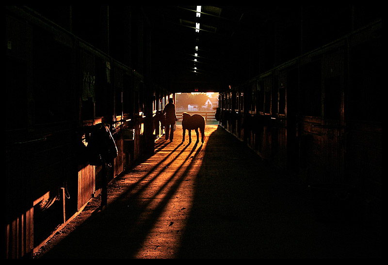 Pony at Sunset