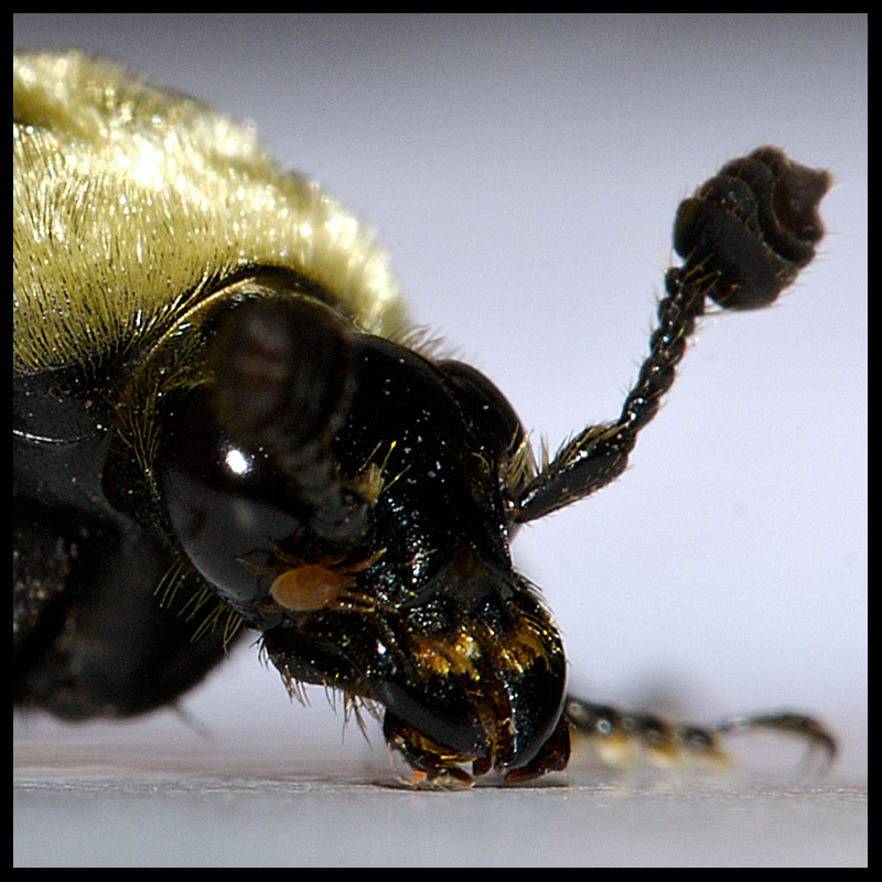 Bug Hebbie Jeebies