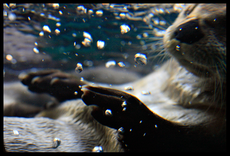 Too Cute - River Otter